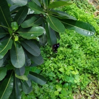 IMG_20160728_114914459