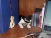 cat-on-the-desk